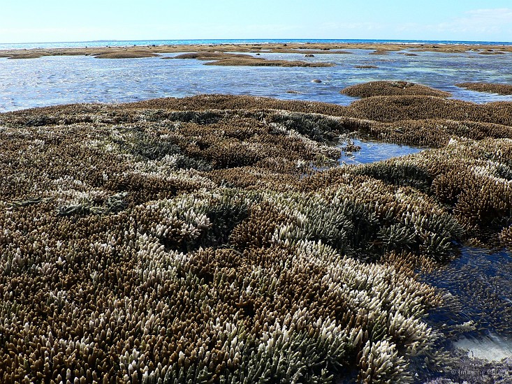 58- Corail devouvert a maree basse.JPG